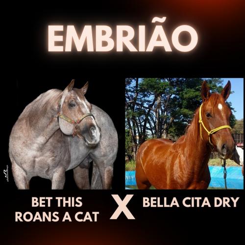 BET THIS ROANS A CAT X BELLA CITA DRY (Embrião a efetivar)