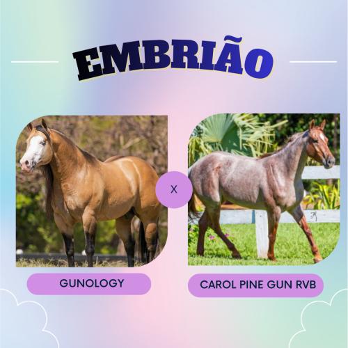 GUNOLOGY X CAROL PINE GUN RVB (Embrião a Efetivar)