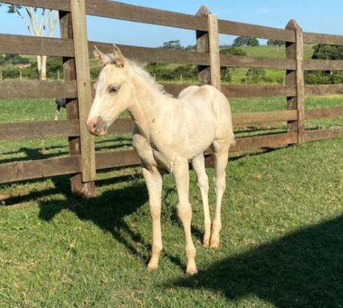 SPOOK N DUNIT X DUAL DEL PLAYER