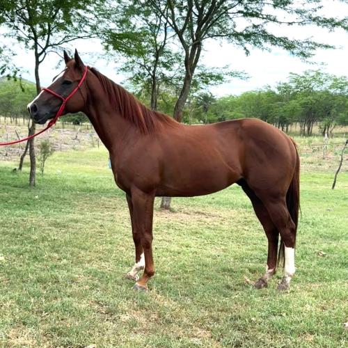 ECLIPSE SEIS AD x CHICKS FIRST FANTASY