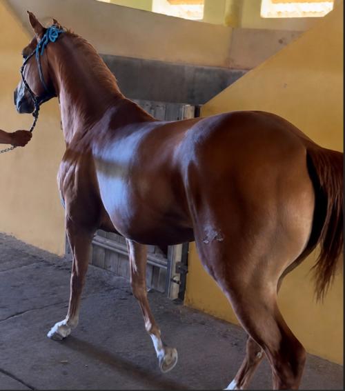 SPRINT CRISTAL FAME