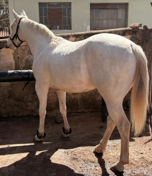 VIPER WOOD RHF (5 Coberturas)