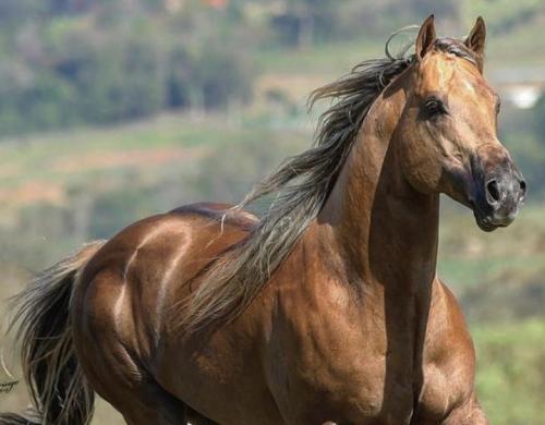 AMERICAN TA FAME (3 Coberturas)