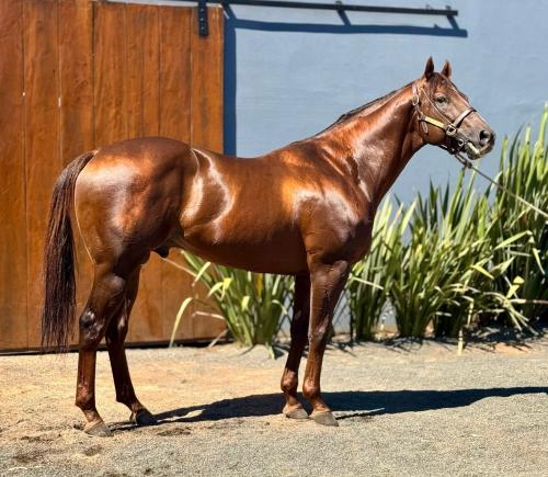 AZIPIVEL (1 Cobertura)