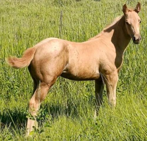 BLU SPARK X FRECKLES WOOD SKY