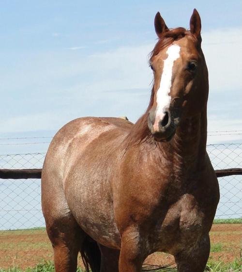 BEST METALLIC DMFR (4 Coberturas)