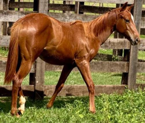 SHARON FLY FIREWATER