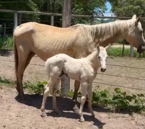 BERTINA MISTER LIDER (Lote 2 em 1)