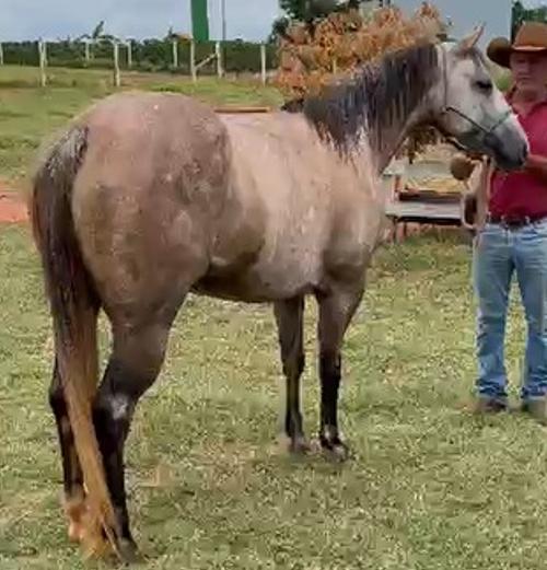 SPARKLIN ZORRERO HWJ (Lote 3 em 1)