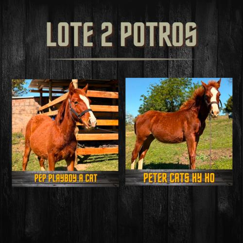 LOTE DE 2 POTROS