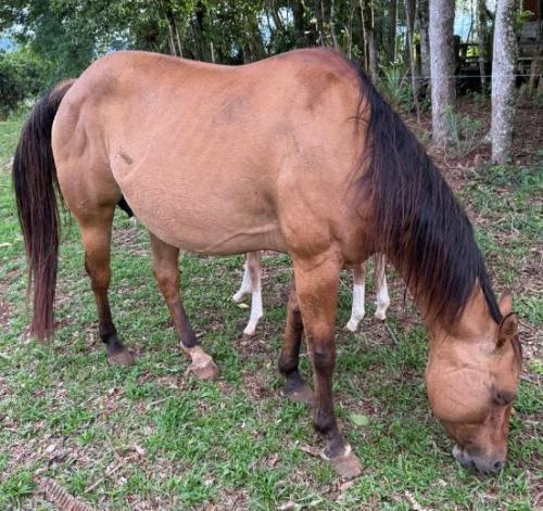 CORONA ZORRA GAMAY (Lote 2 em 1)