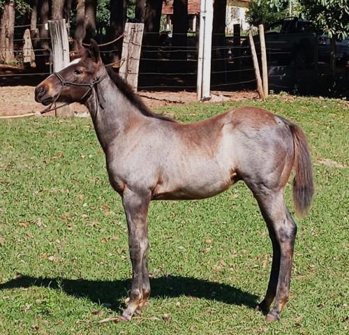STREAK FOR PERKS O96 X MARJORI SHADY FAME