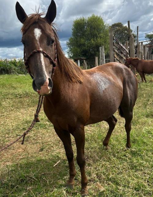 MACANUDA TIMES AE (P+)