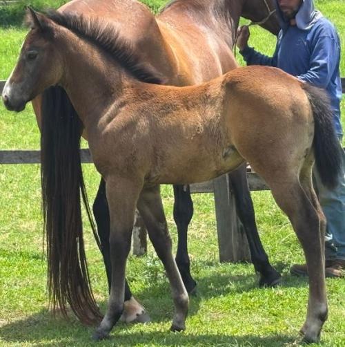 EYE SHOT X ETERNITY SHADY