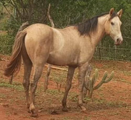 HFM BOSS PISTOL X BELA