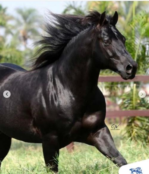 LATE NIGHT STOPPER (1 Cobertura)