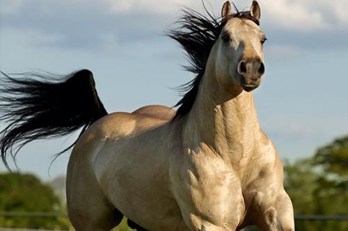 MR FRITZ WOOD (1 Cobertura)