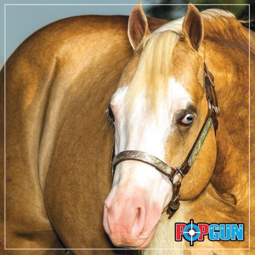 SUGAR POP STEP AHEAD (1 Cobertura)