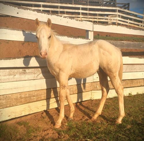 PLAYBOY DELCIELO X SAVANNAH JAMES