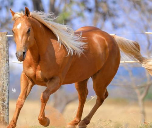 GOLDEN DESIGN (1 Cobertura)