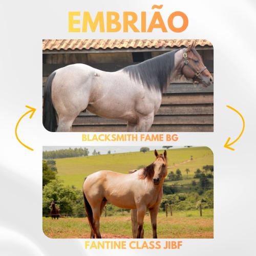 BLACKSMITH FAME BG X FANTINE CLASS JIBF (Embrião Efetivado)