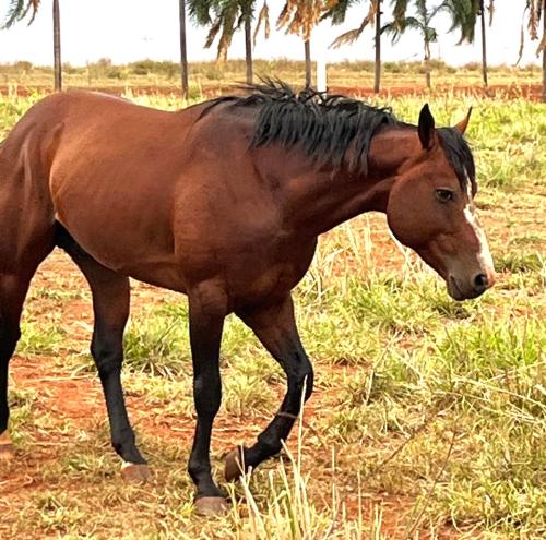 PEEKO DEL HOT (1 Cobertura)