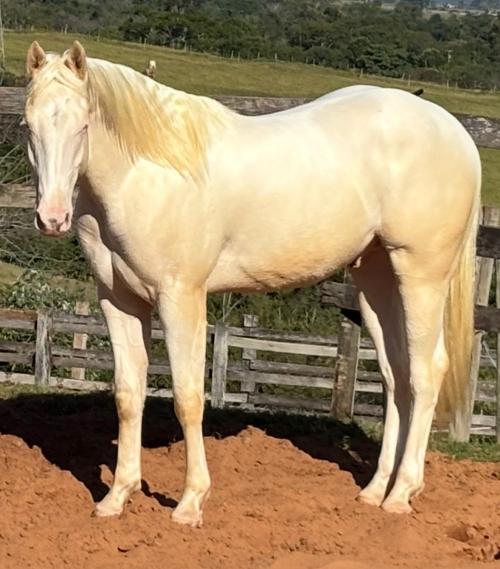 WHITE HANCOCK