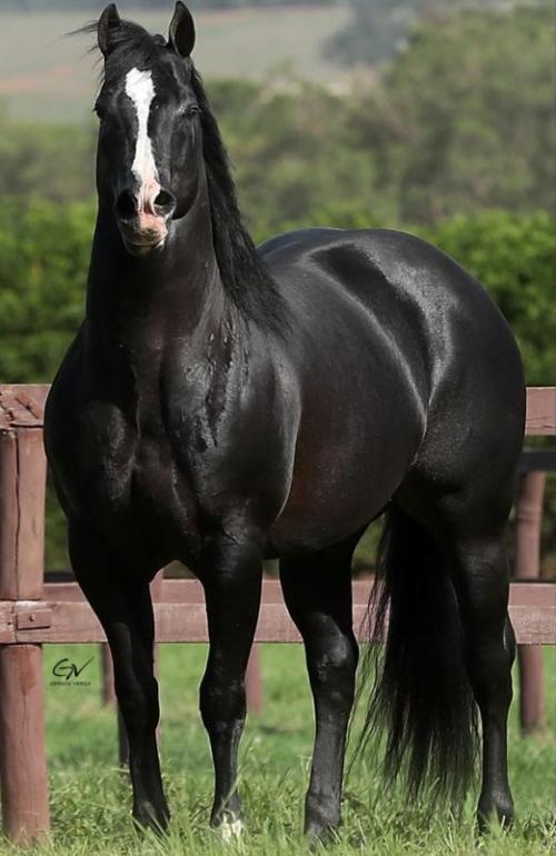 SHINEY BIT O EBONY (1 Cobertura)