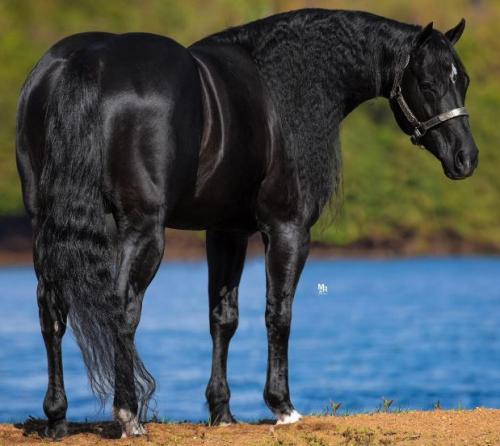 SHININ IN THE DARK (1 Cobertura)