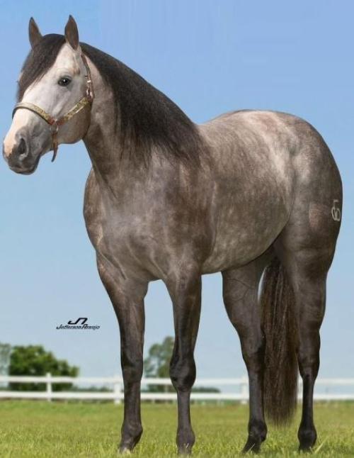 TRUCOSEIS OFV (1 Cobertura)