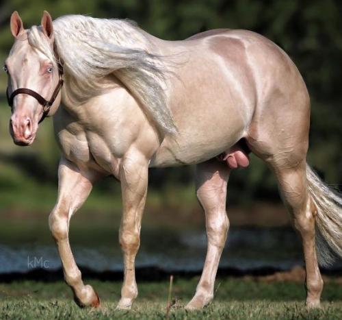 WHITEY N HOLLYWOOD (1 Cobertura)