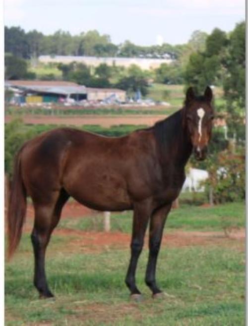 FISHERS DASH X BELLA DASH CODY EV