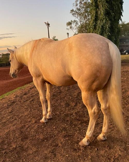 BELA ESMERALDA TOP (VENTRE) 