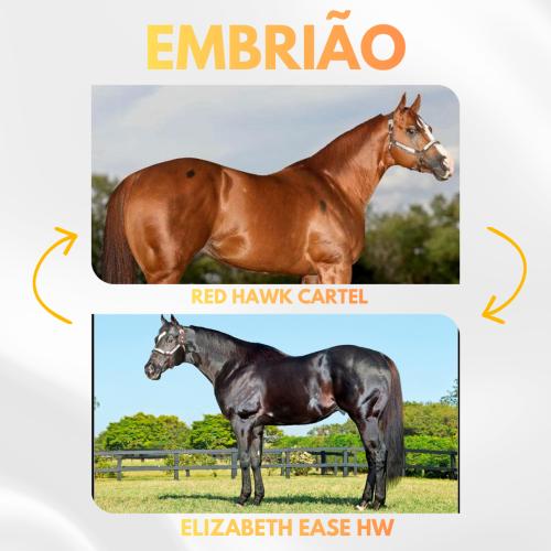 RED HAWK CARTEL X ELIZABETH EASE HW (Embrião efetivado)