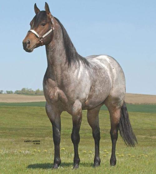 A STREAK OF FLING (S. Congelado)