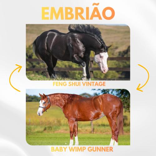 FENG SHUI VINTAGE X BABY WIMP GUNNER (Embrião a efetivar)