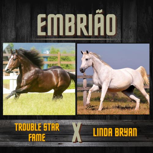 TROUBLE STAR FAME X LINDA BRYAN (Embrião a efetivar)