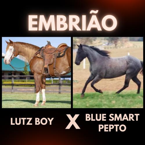 LUTZ BOY X BLUE SMART PEPTO (Embrião Efetivado)