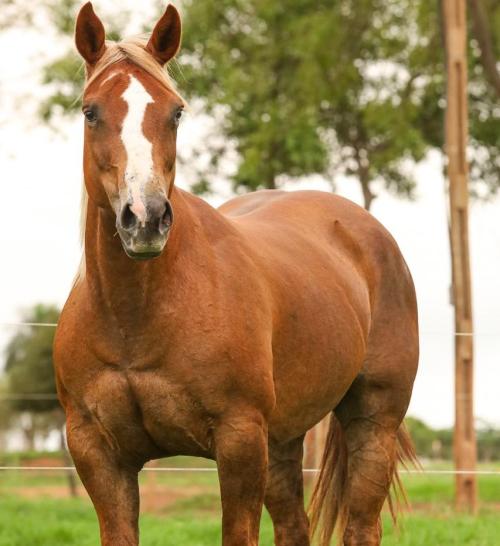 CALIFORNIA WANDA PP (P+)