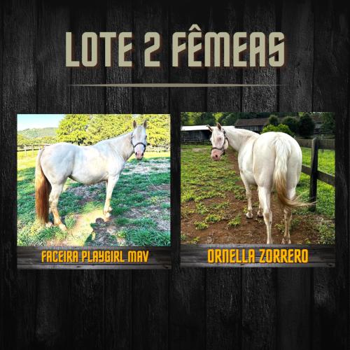 LOTE DE 2 FÊMEAS CREMELO