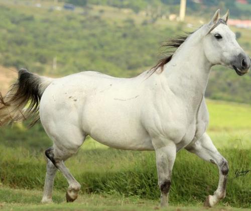 3D OSKLEN FAME (Ventre)