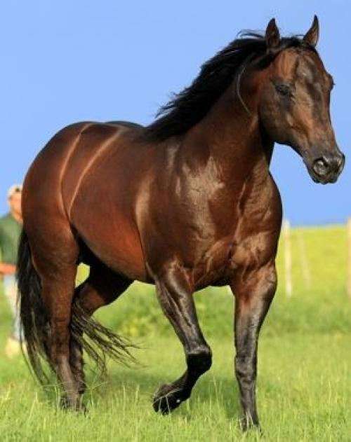 TILLY PLAYBOY (S. Congelado)