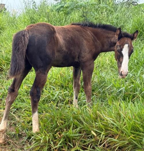 LUTZ BOY X BLUE SMART PEPTO