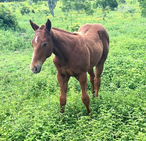 HARO REASON RMB X TELLER FERRETI MRL