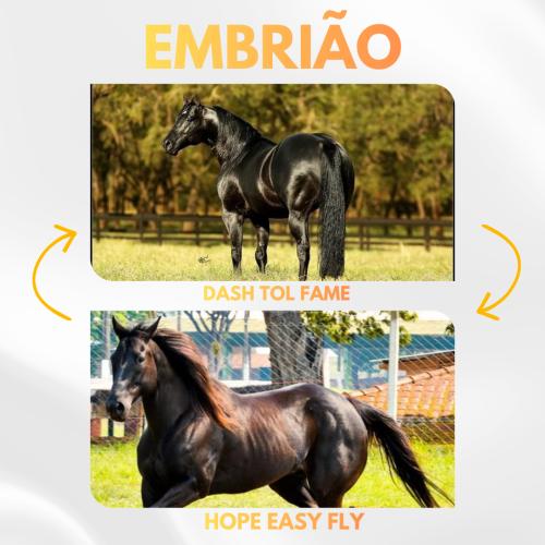 DASH TOL FAME X HOPE EASY FLY (Embrião a efetivar)