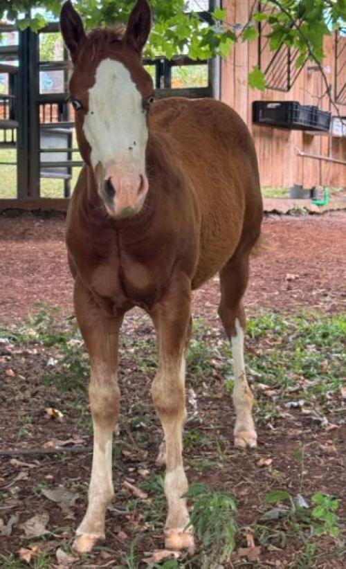 BRAVE GUNNER MOON X CODY HEAVENS