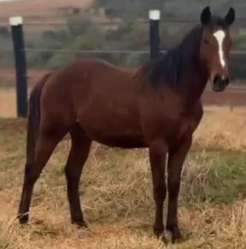 JOCKER TUX B2B X MADAME BIG RED EM