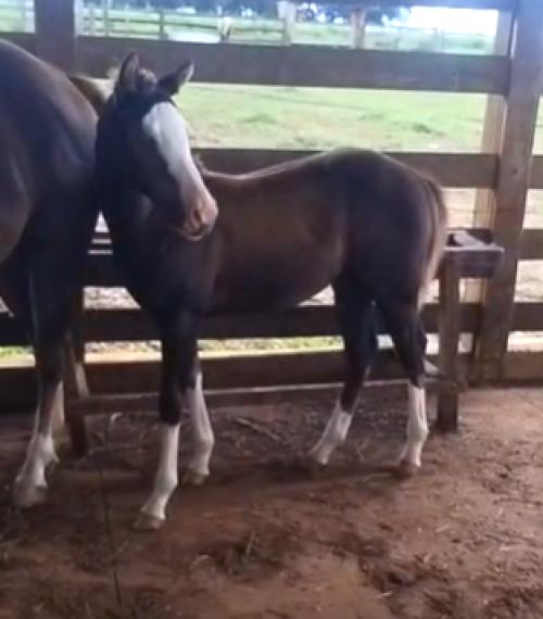 GUNSHOT N TINSELTOWN X HELLUVA SPICE