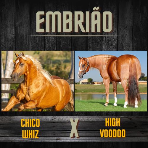 CHICOWHIZ X HIGH VOODOO (Embrião a efetivar)