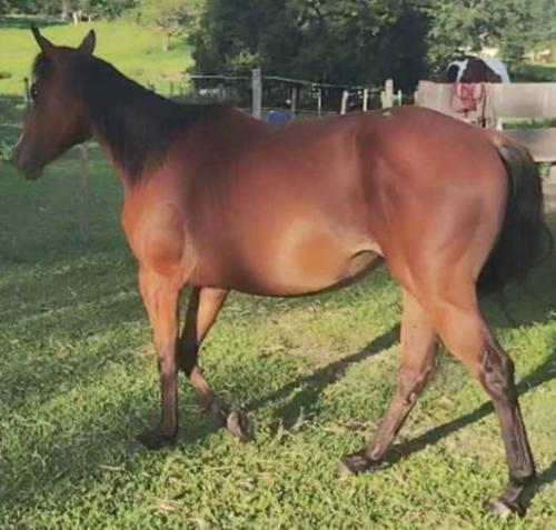 BRITANNY LEO EV (P+)